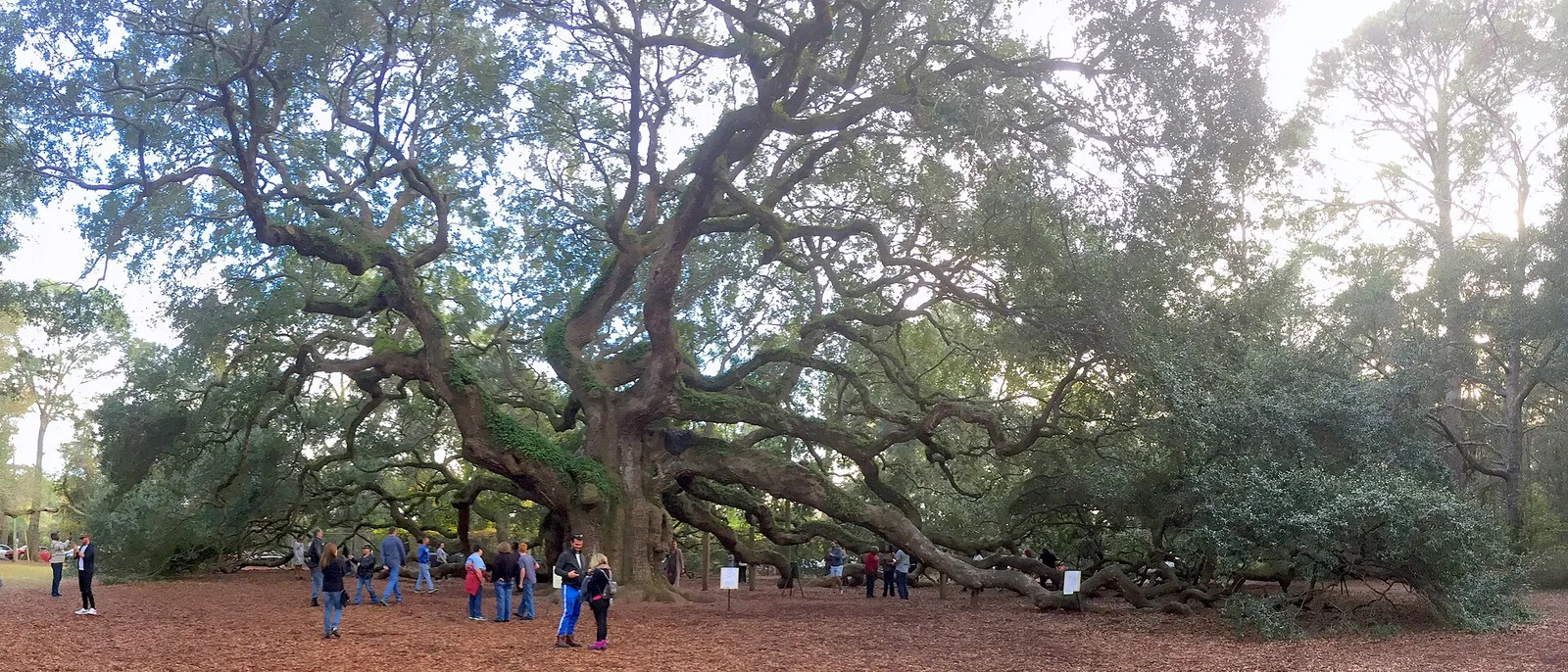 The Angel Oak on Johns Island near Charleston