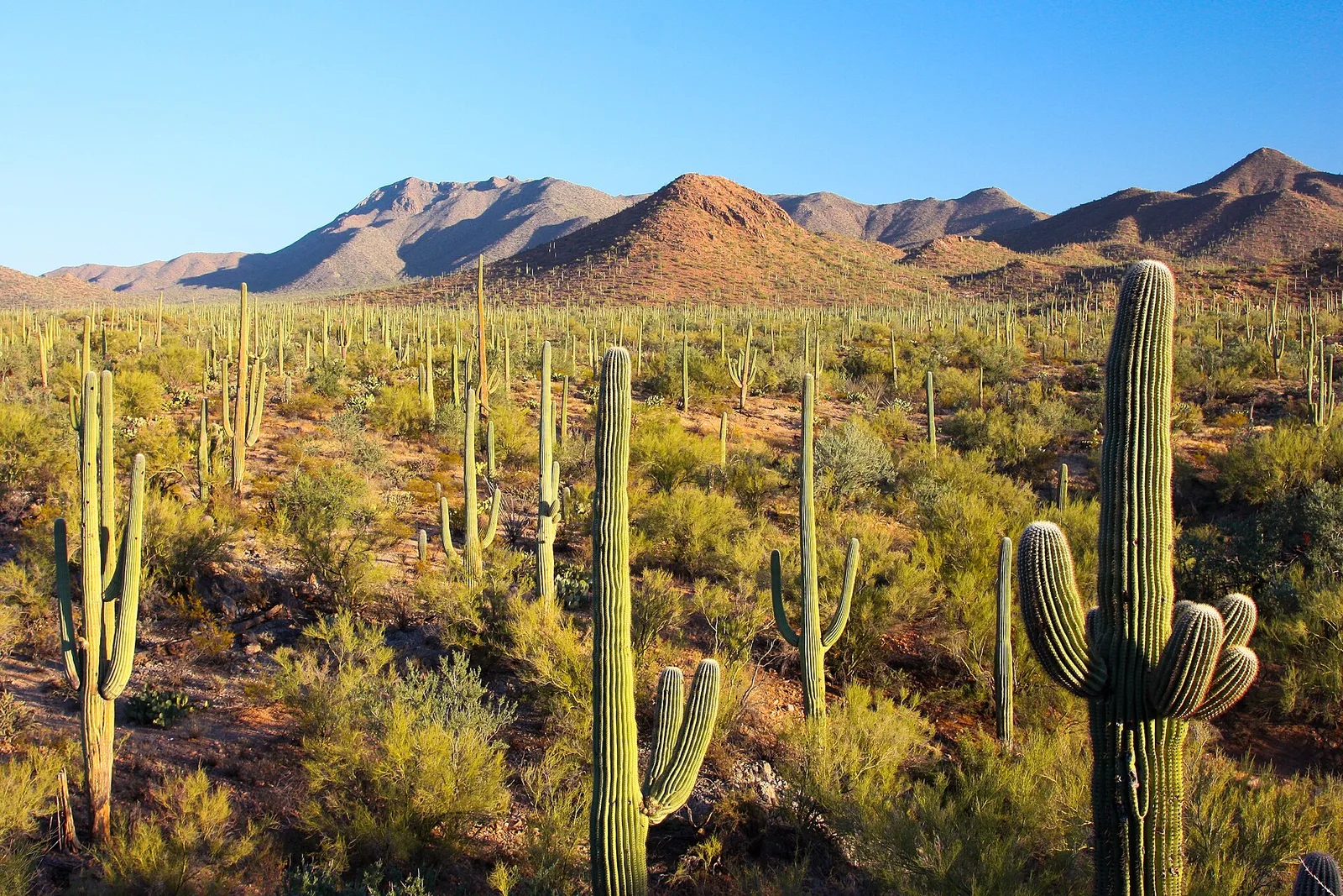 Saguaro National Park near Tucson: landscape context, not a photograph of Miraval Arizona